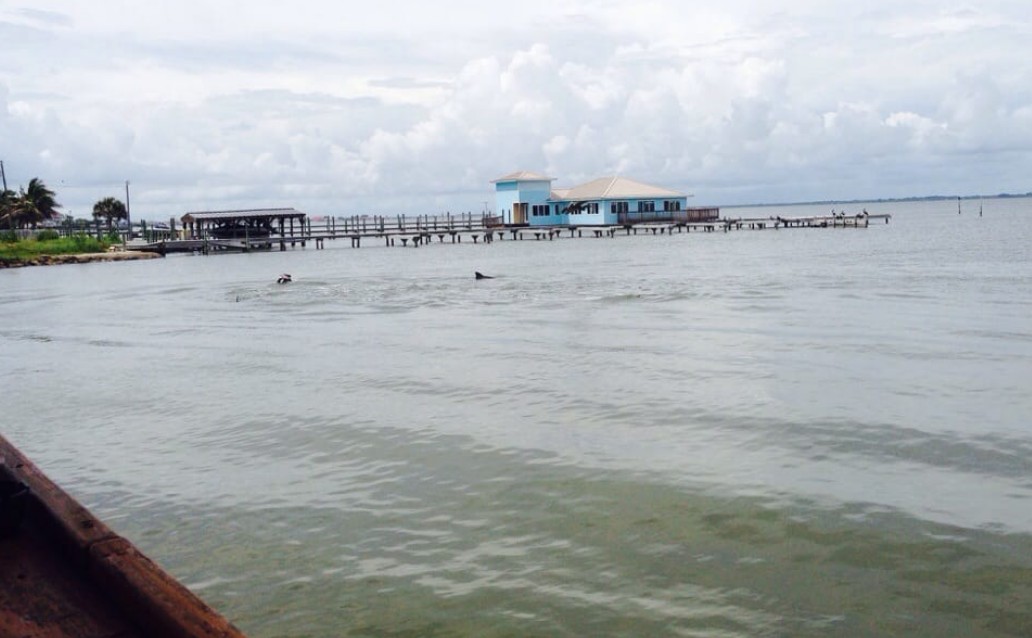 Dolphins near Jack Baker's dock