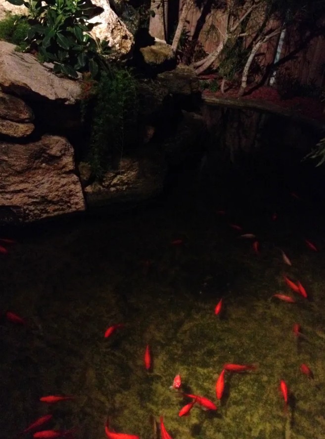 Koi pond at Jack Baker's at night