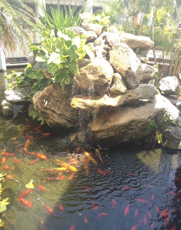 Koi pond at Jack Baker's during the day