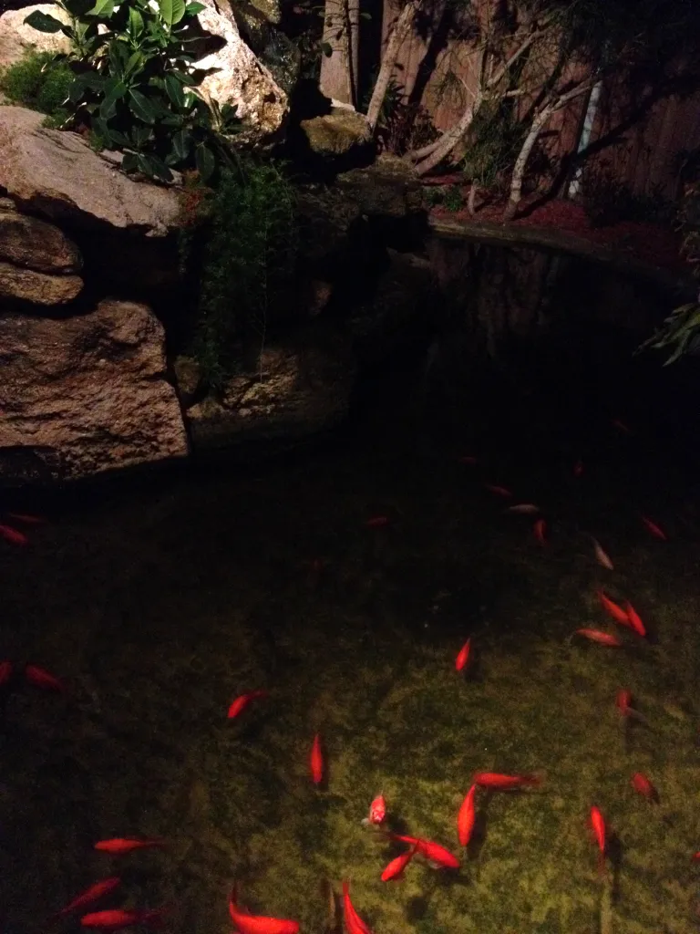 Koi pond at Jack Baker's